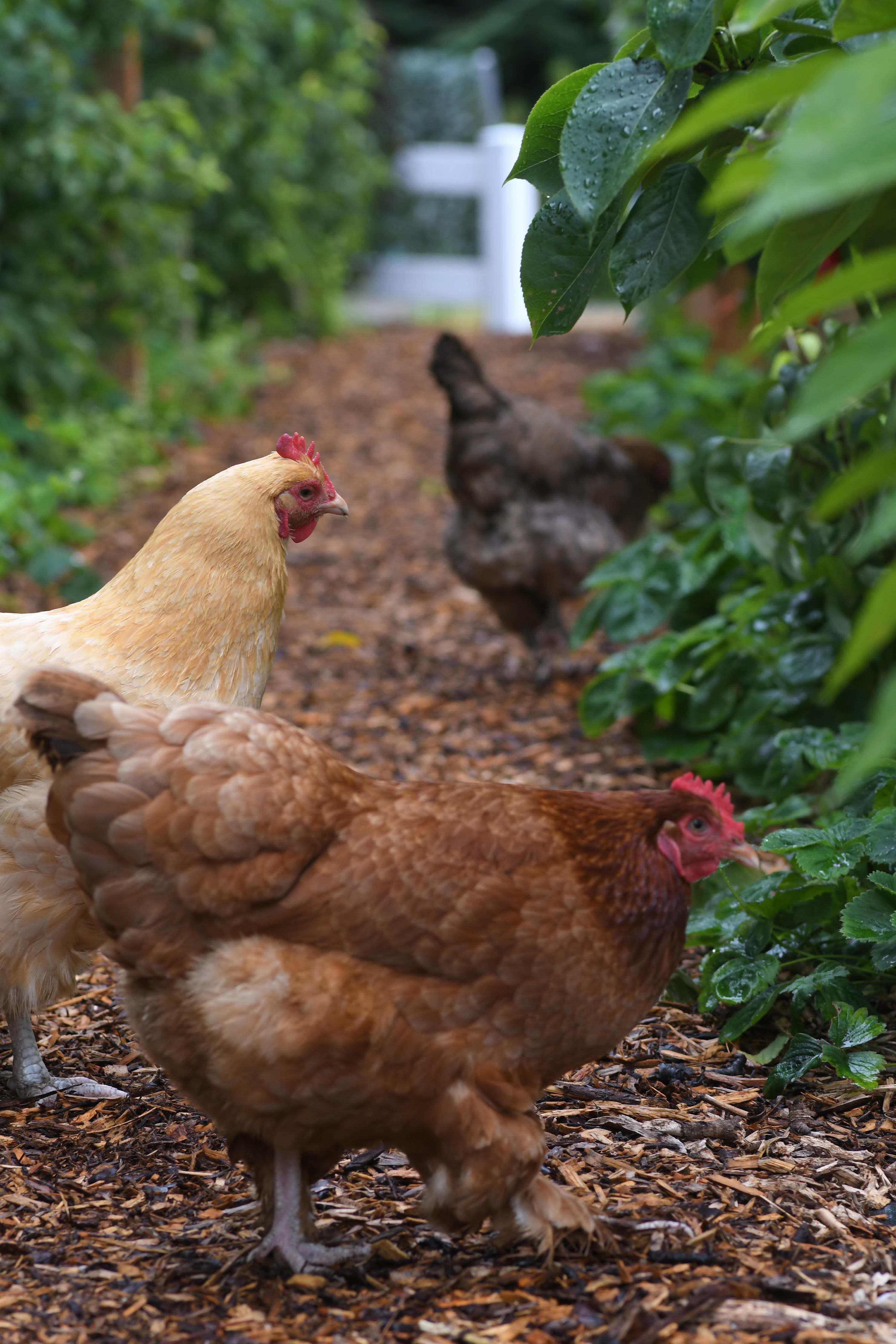 New partnership will convert chicken waste into biogas